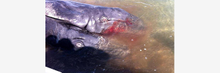 Illustration for article titled Conjoined Gray Whales Discovered in Baja California Lagoon